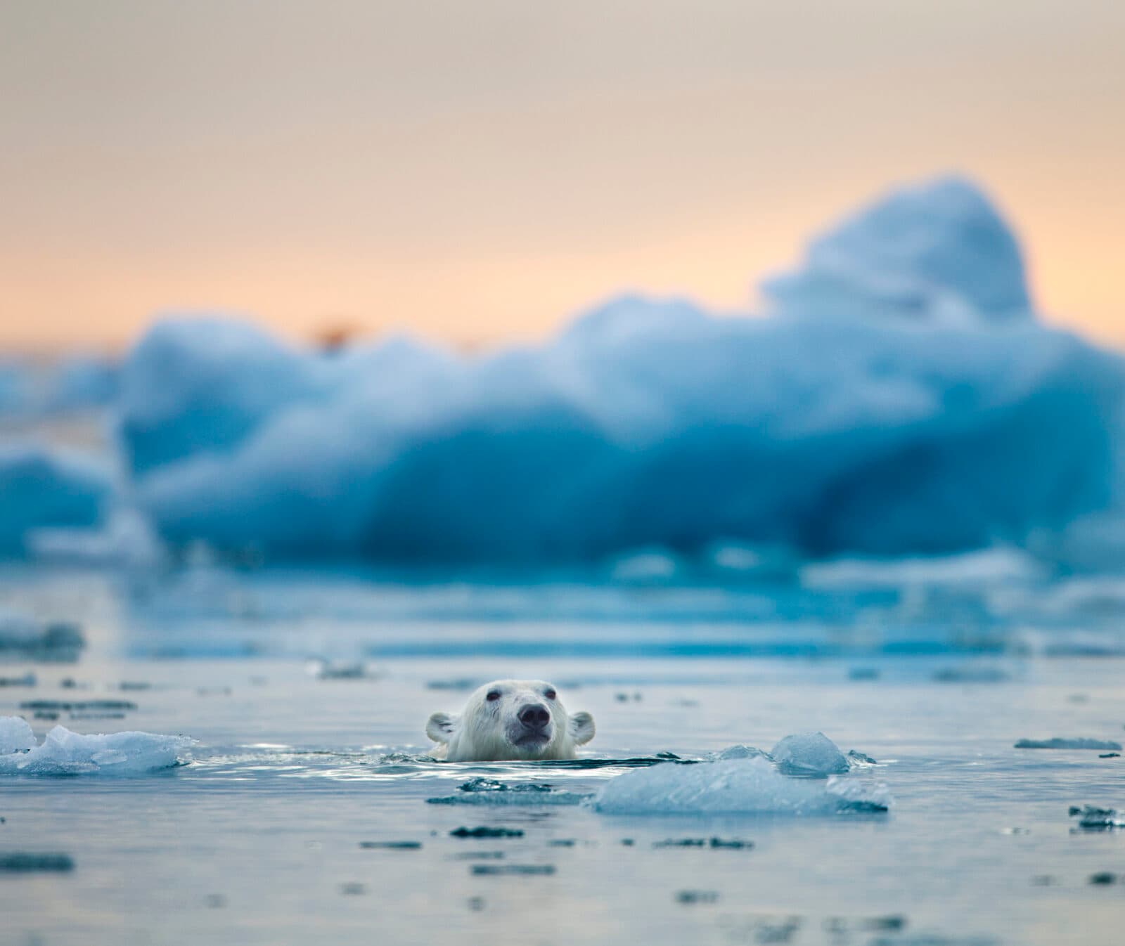 COP26: Vad är det? Isbjörn syns simma framför smältande isflak. FN:s klimattoppmöte ska tackla ...