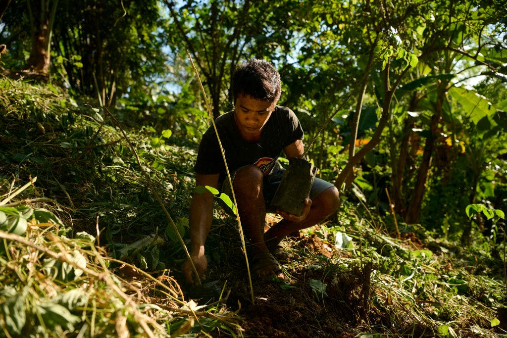 Miljöförsvarare - skogsvaktare - Filippinerna