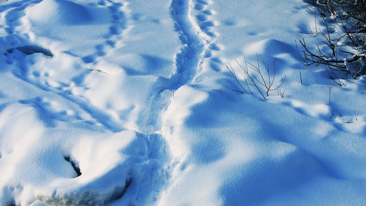 Utterspår i snön som leder upp från ett vattendrag.