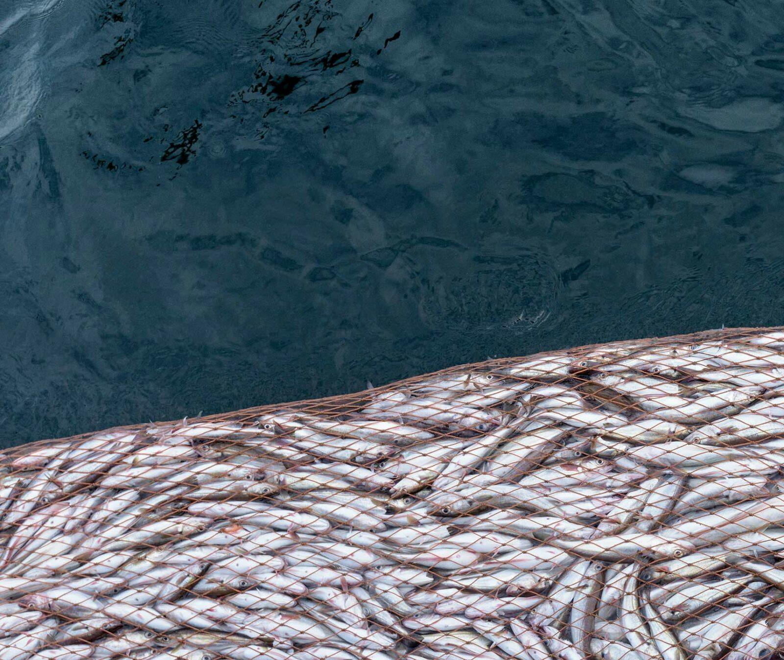 Skriv under för att stoppa överfisket. Bild på överfyllt fiskenät vid vattenytan.