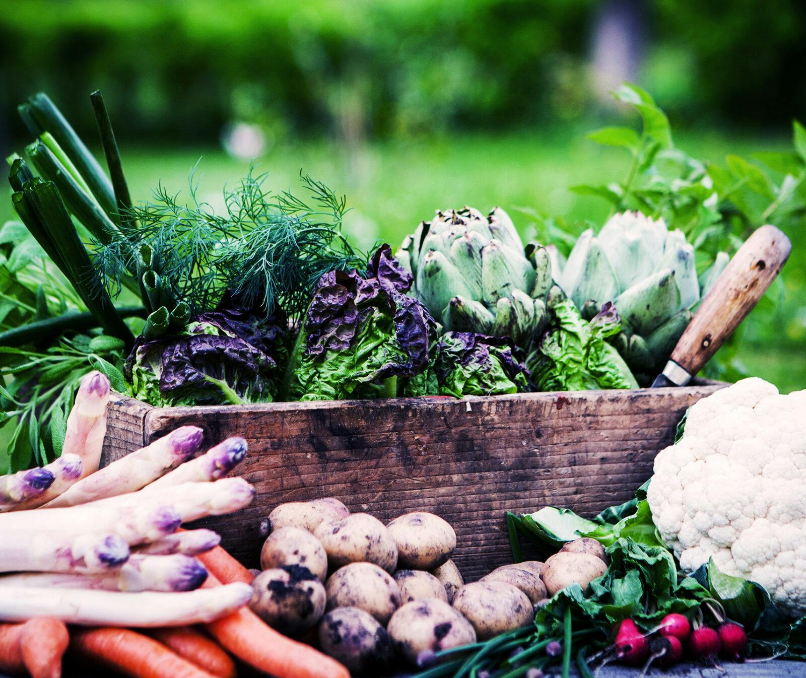 grönsaker, rotfrukter, odla, odling, jord, jordbruk, mat, matproduktion
