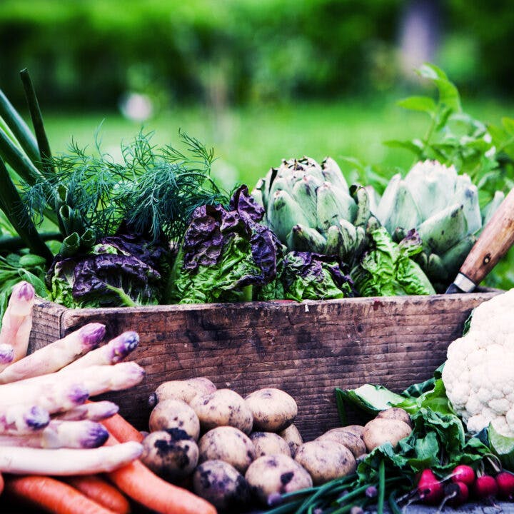 grönsaker, rotfrukter, odla, odling, jord, jordbruk, mat, matproduktion