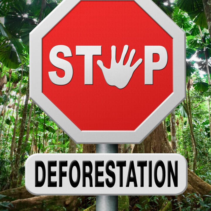 Stoppa avskogningen