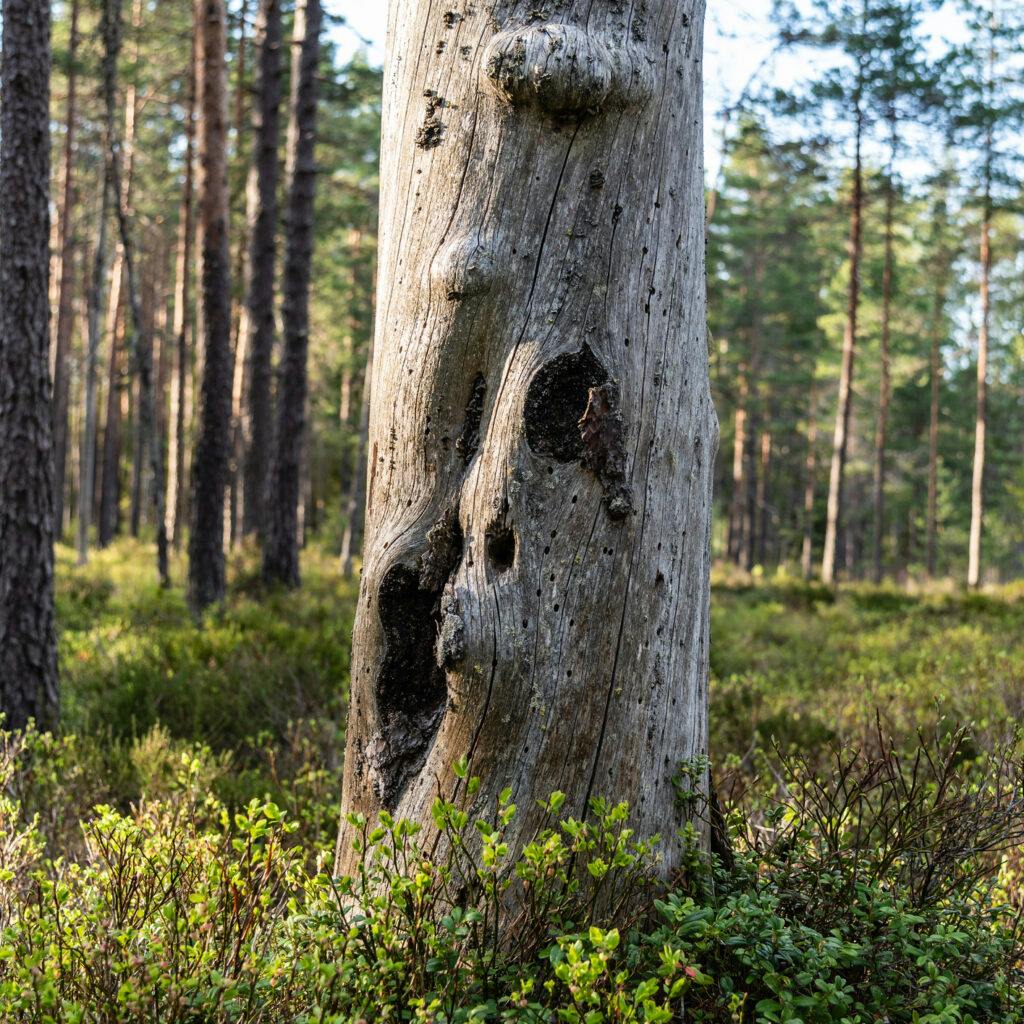Död ved, dött träd, skog, träd, Sverige