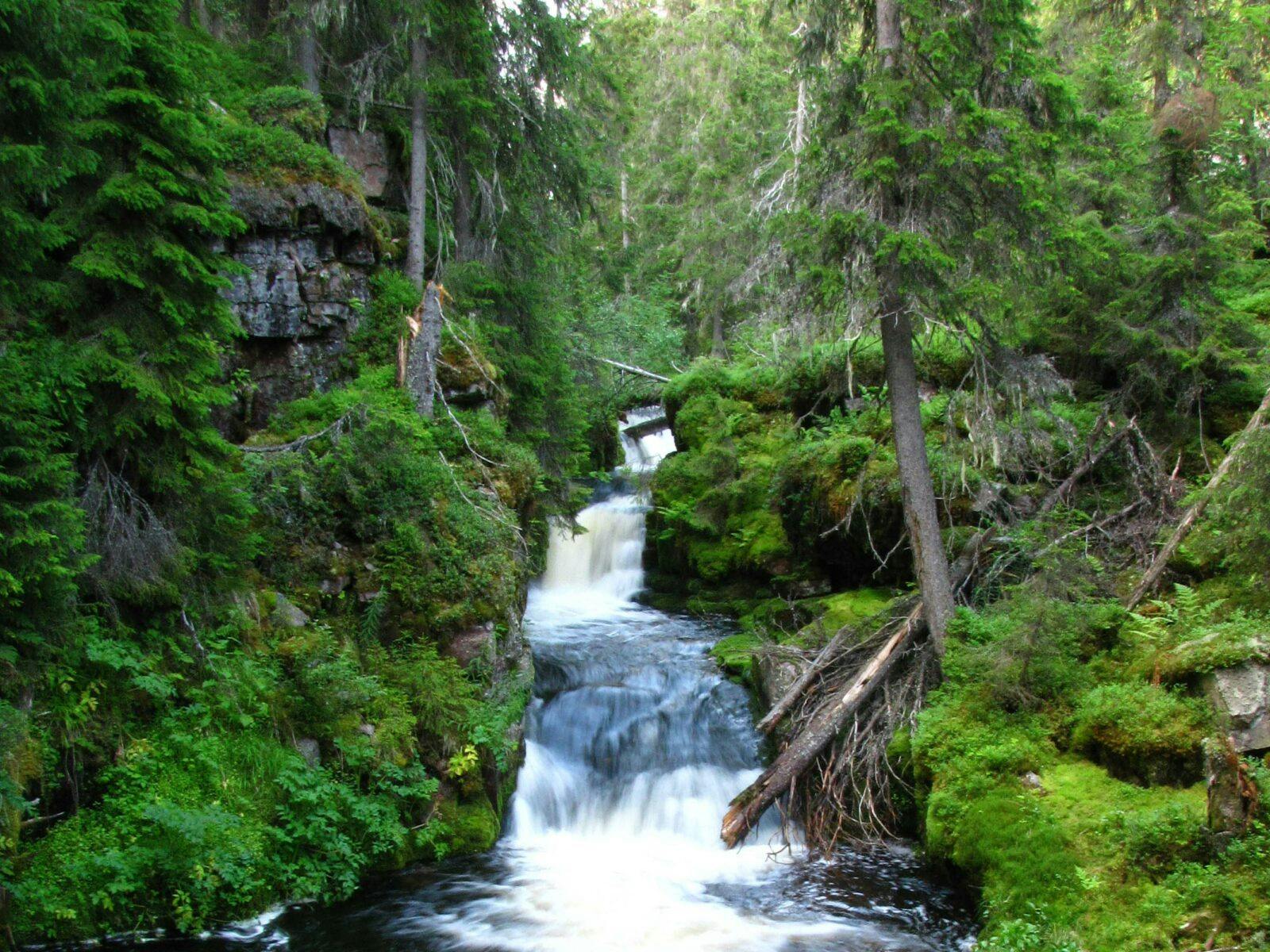 Skog, Sverige, rinnande vatten, träd