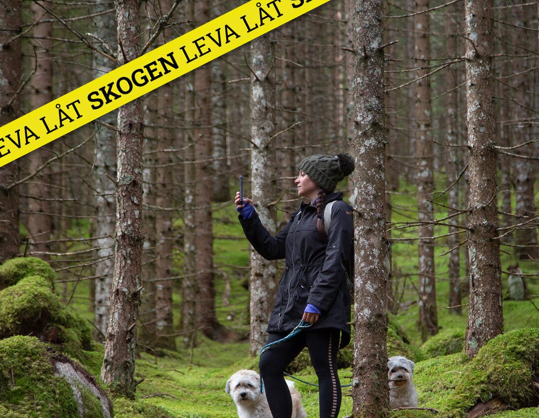 Skog, Norge, Mobil, Kvinna, Person, Hundar, Träd, Mossa