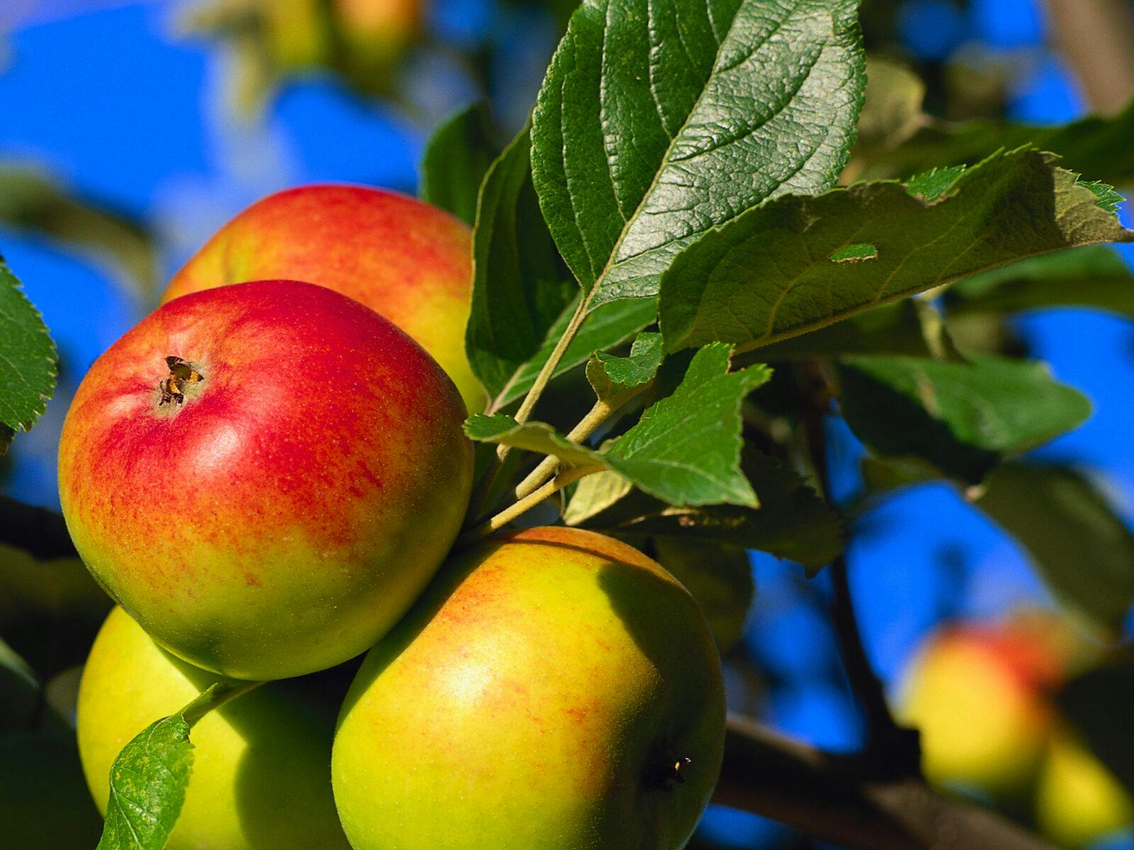 Svenskmiljö,Äpplen,Äppelträd,Sommar,Frukt,Äpple, himlen, blå, grön, löv, varm