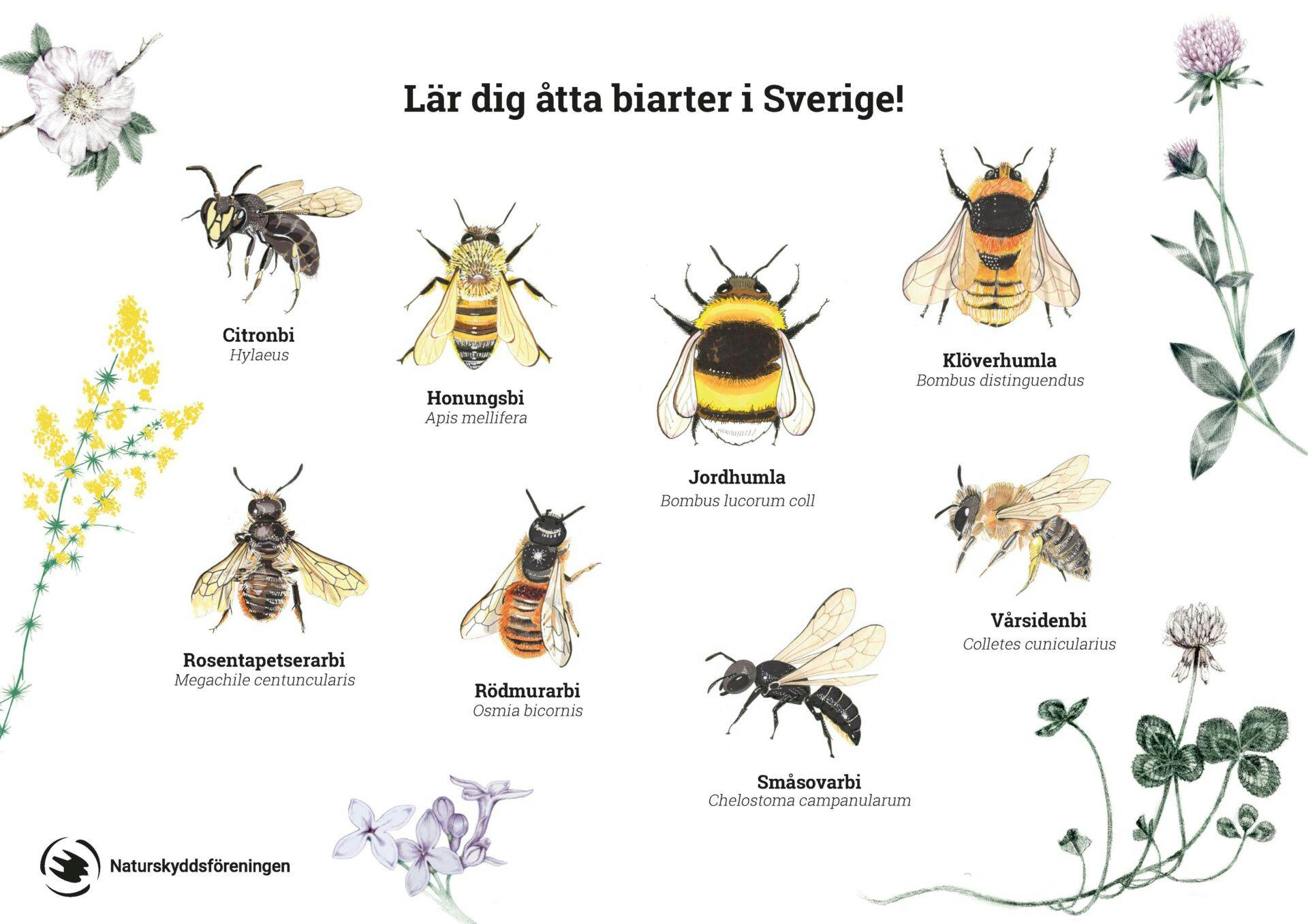 bin, bi, vildbi, vildbin, arter, pollinatör, pollinatörer, svenska