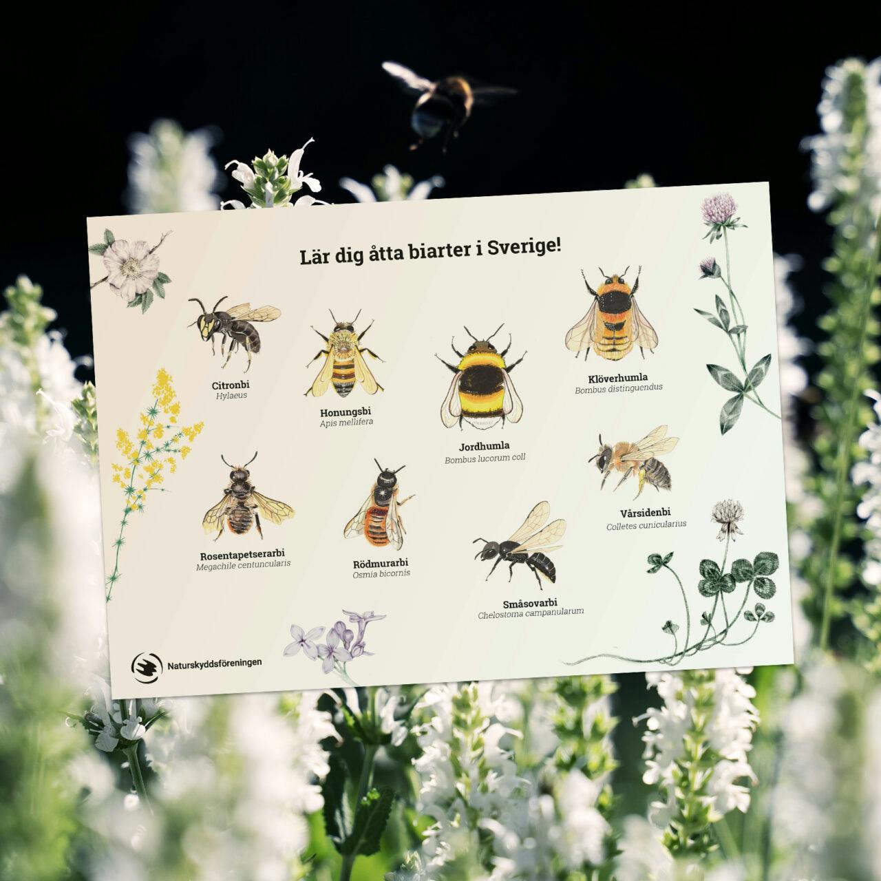 bin, bi, vildbi, vildbin, arter, pollinatör, pollinatörer, svenska