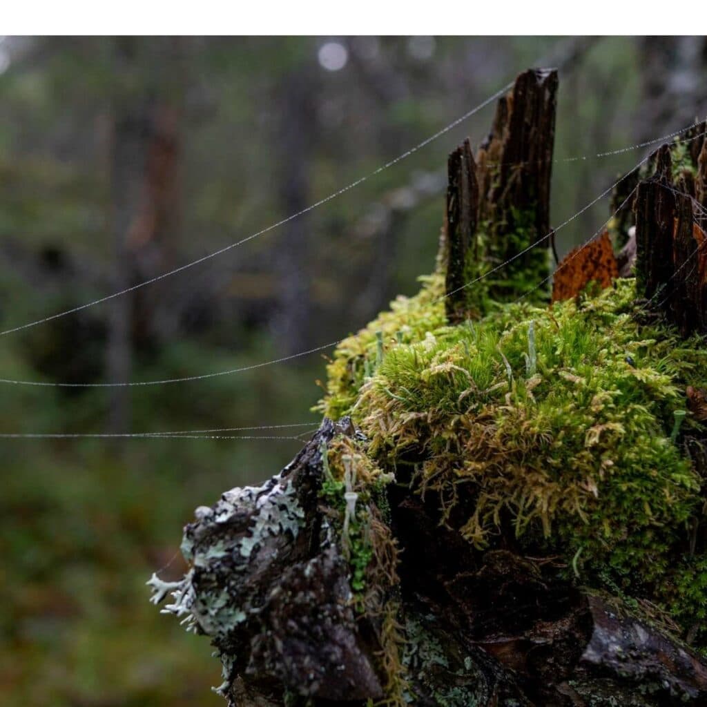 Skog, stubbe i förgrunden och träd i bakgrunden, grönt, mossa