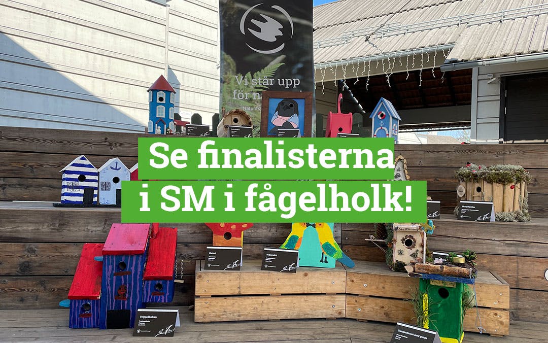 SM i Fågelholk, finalisterna