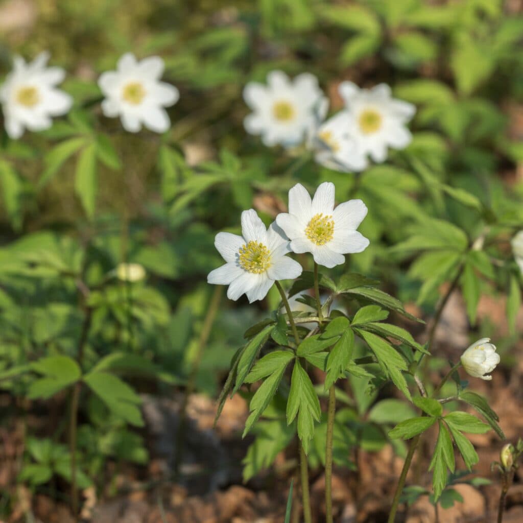 Sex vitsippor blommar.