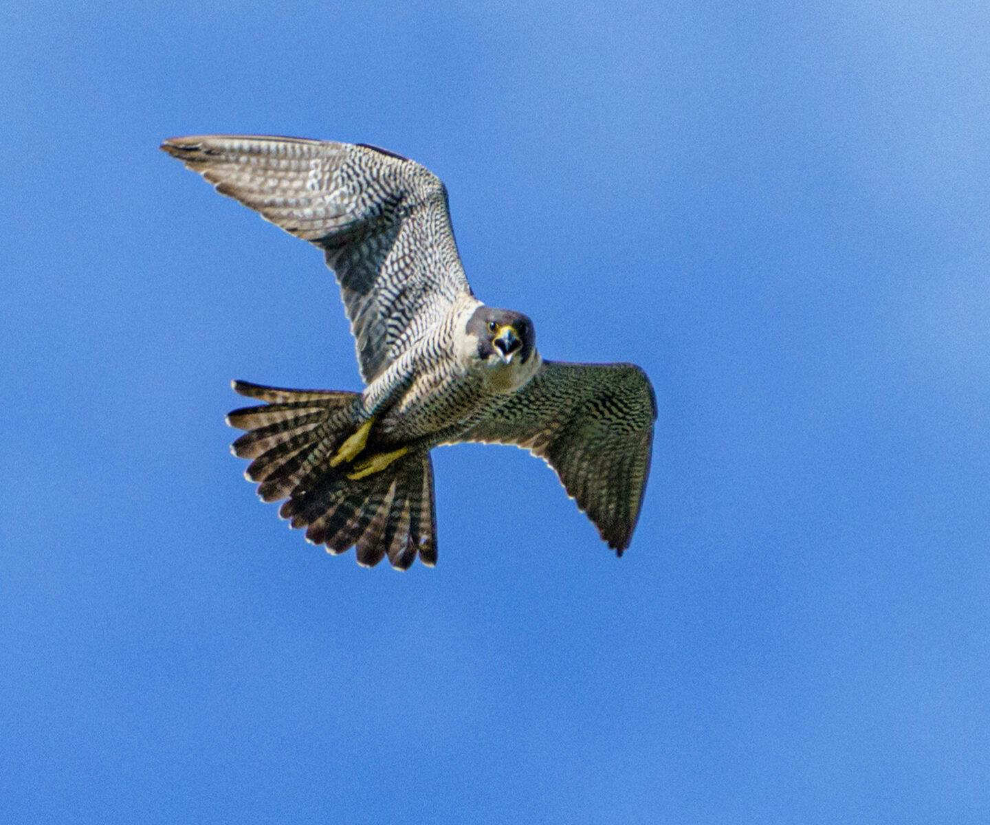 Peregrine falcon, Falco peregrinus flying, Swedish Lapland, SwedenBeskuren från Resource ID31626.