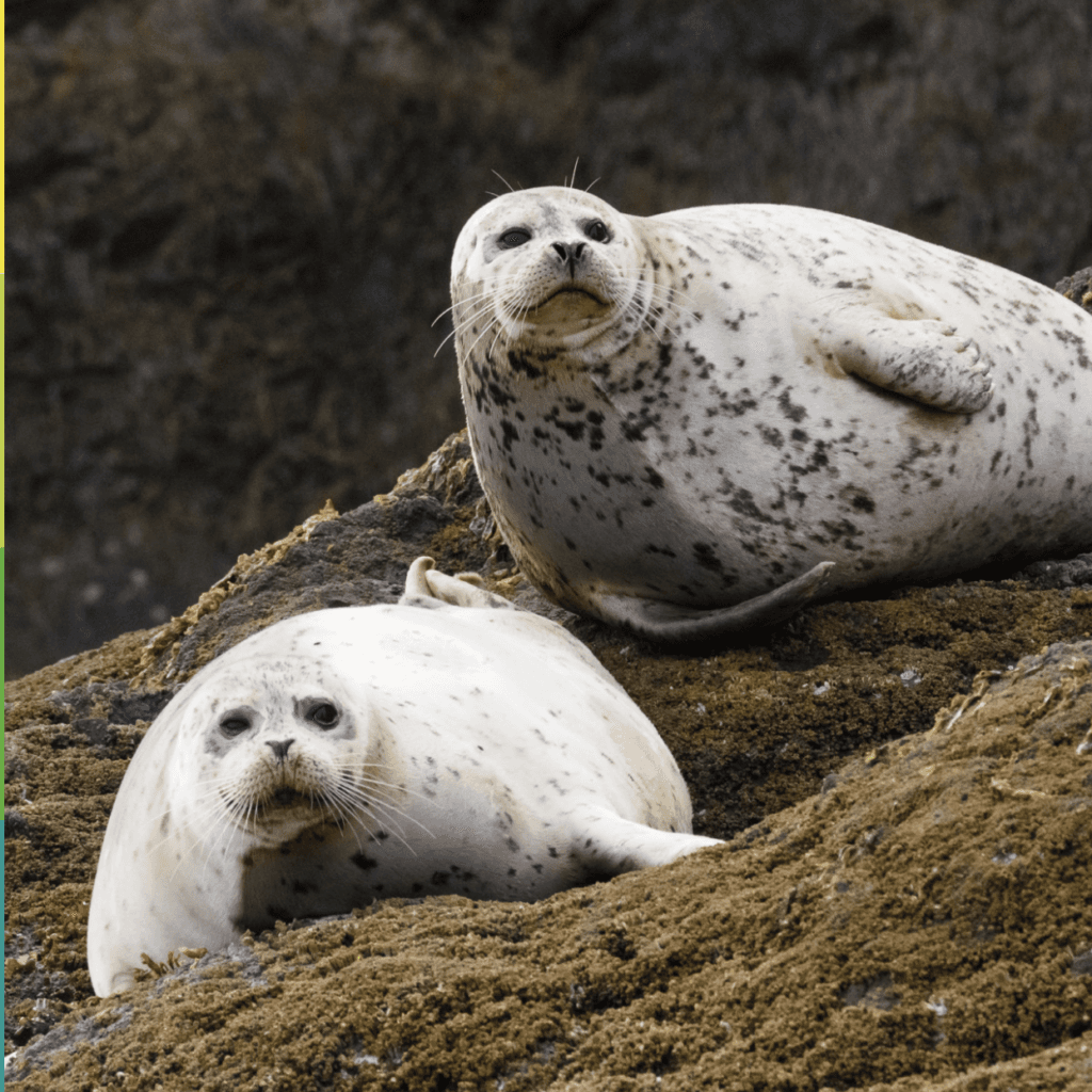 Två gråsälar på en klippa