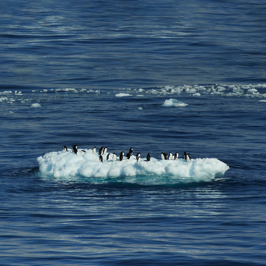 Pingviner står på ett litet isflak omringat av ett mörkblått hav