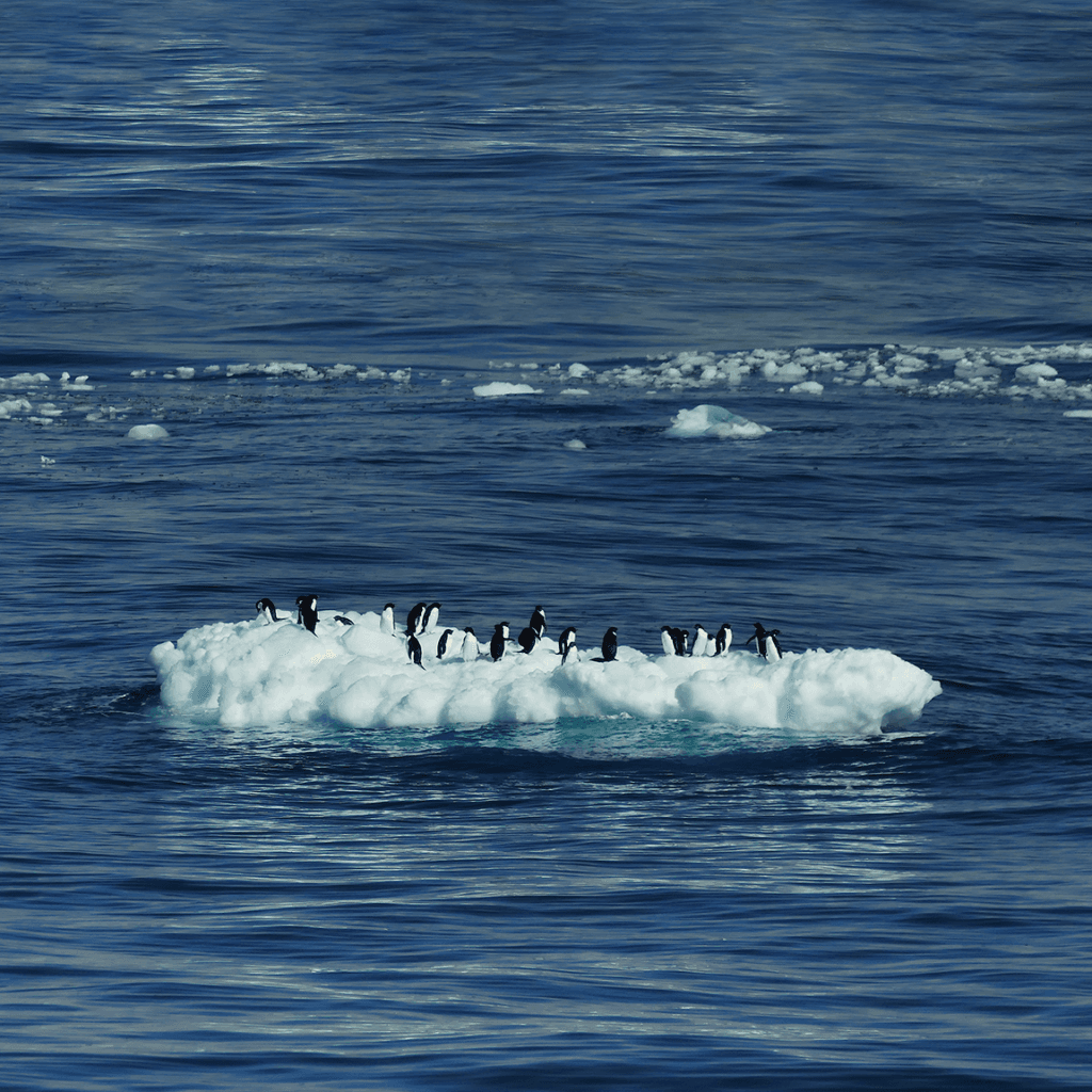 Pingviner står på ett litet isflak omringat av ett mörkblått hav