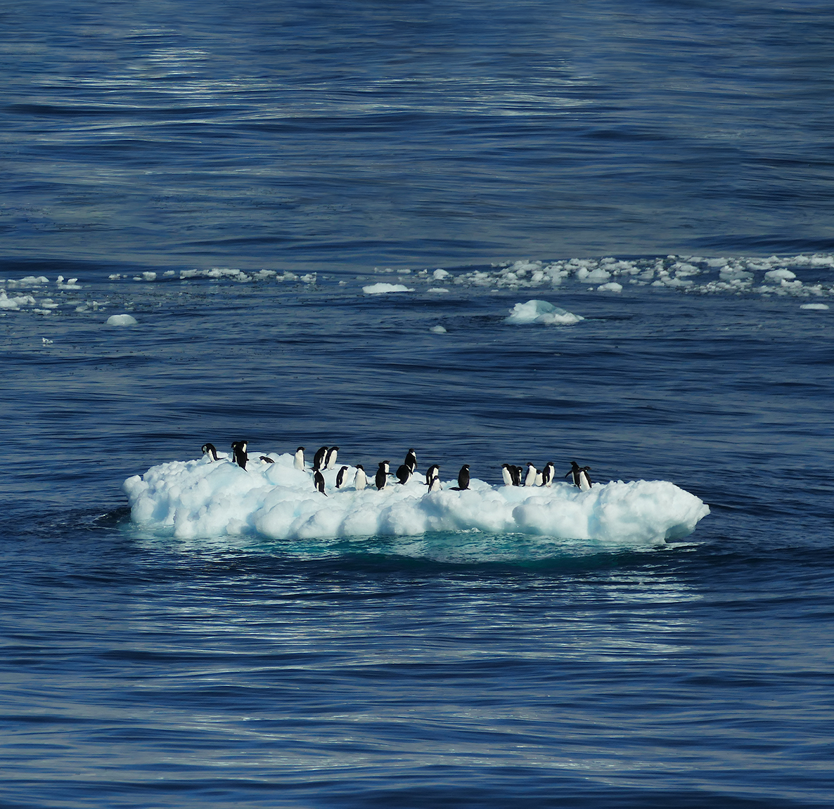 Pingviner står på ett litet isflak omringat av ett mörkblått hav