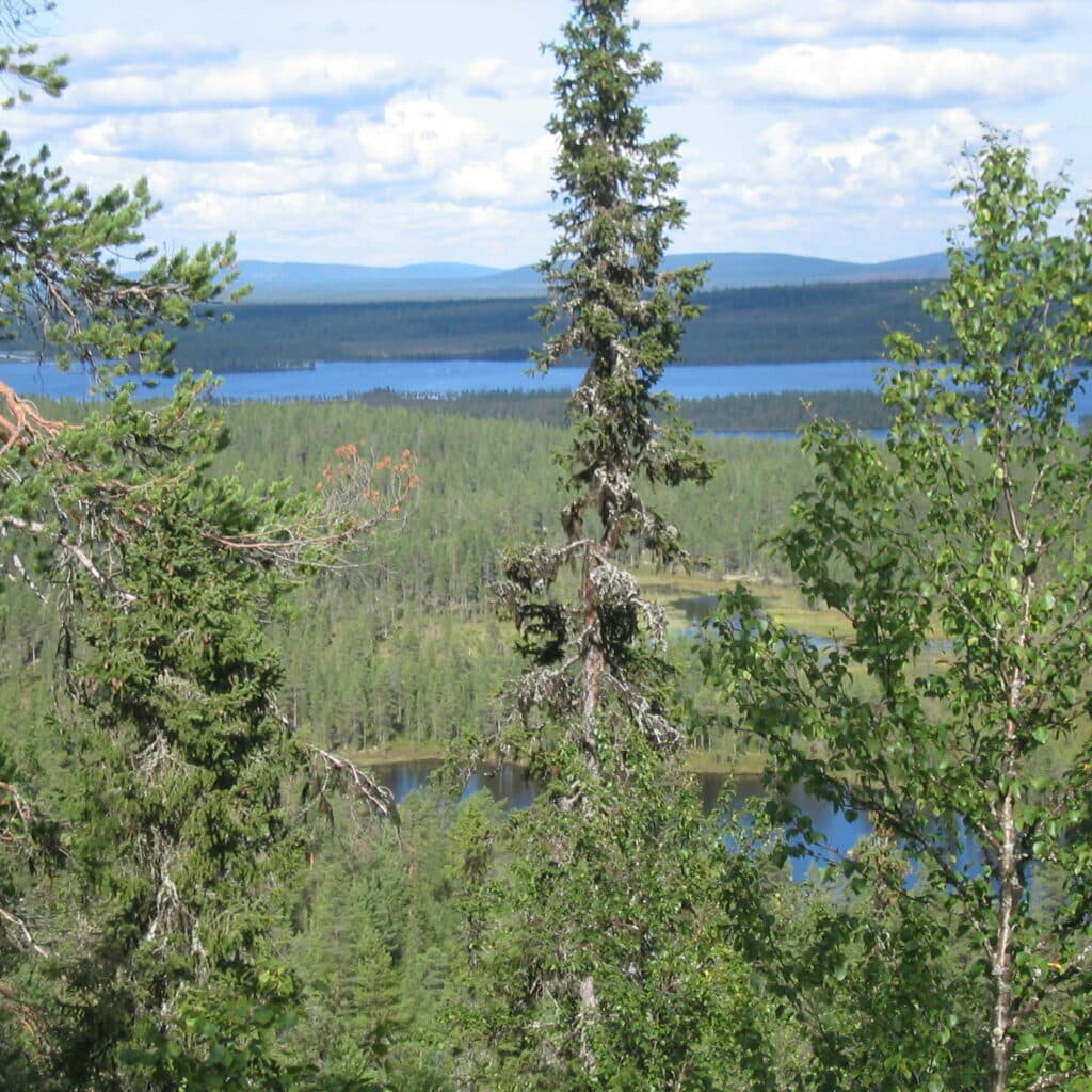 Tät skog med trädtoppar i förgrunden och en insjö och dalar i bakgrunden.