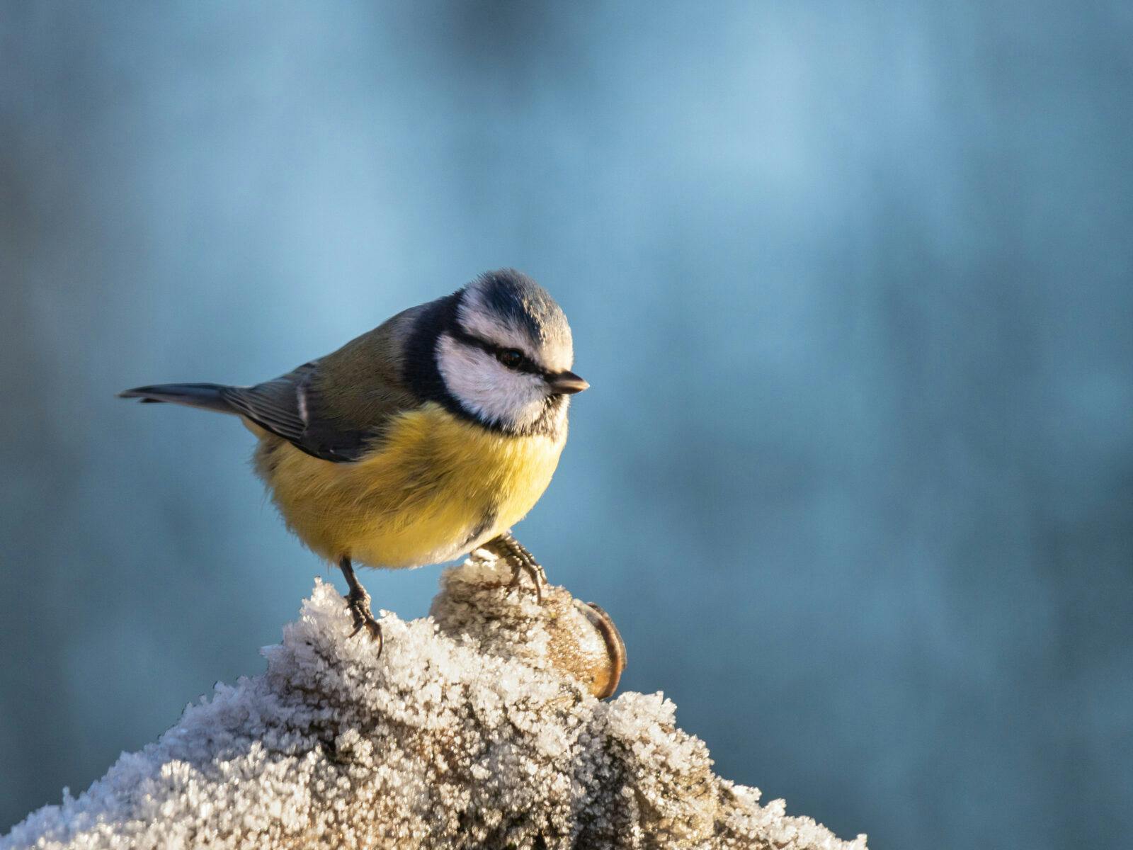 sex tips för nybörjaräventyr med fåglar