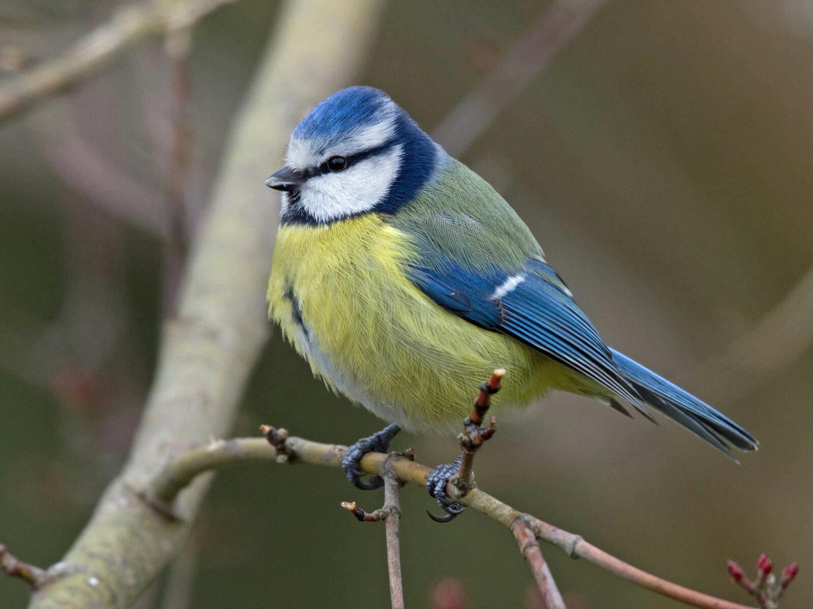 Blue Tit in Spring on a small branch