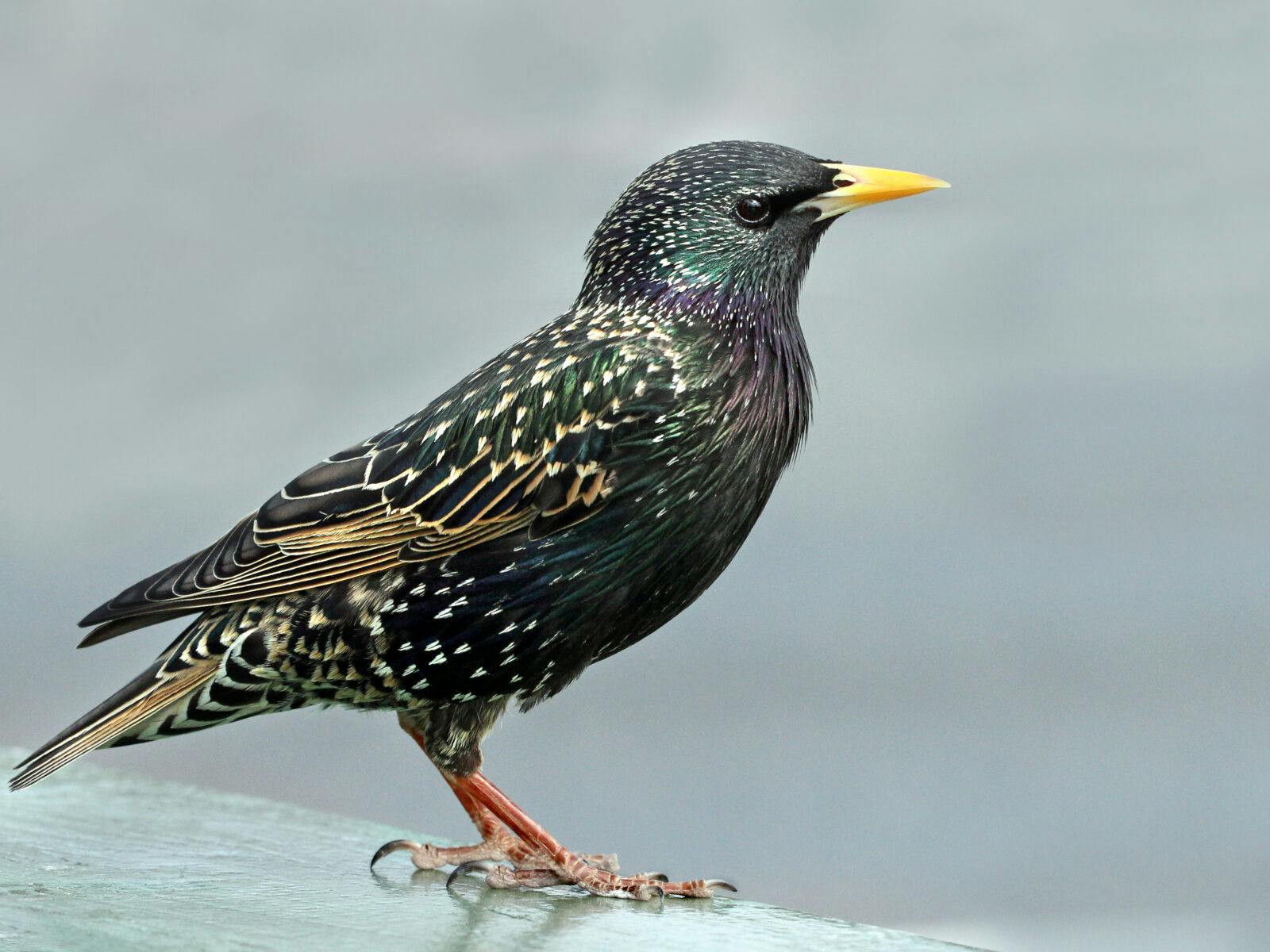 Close up side view of a Starling showing its colourful plumage.