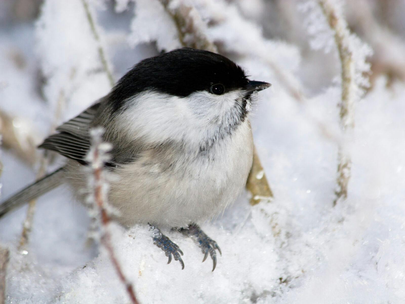 Willow Tit, or Black-capped Chickadee (Parus montanus) is in the Wild Nature. Russia, the Ryazan region, Pronsky area, village Denisovo.