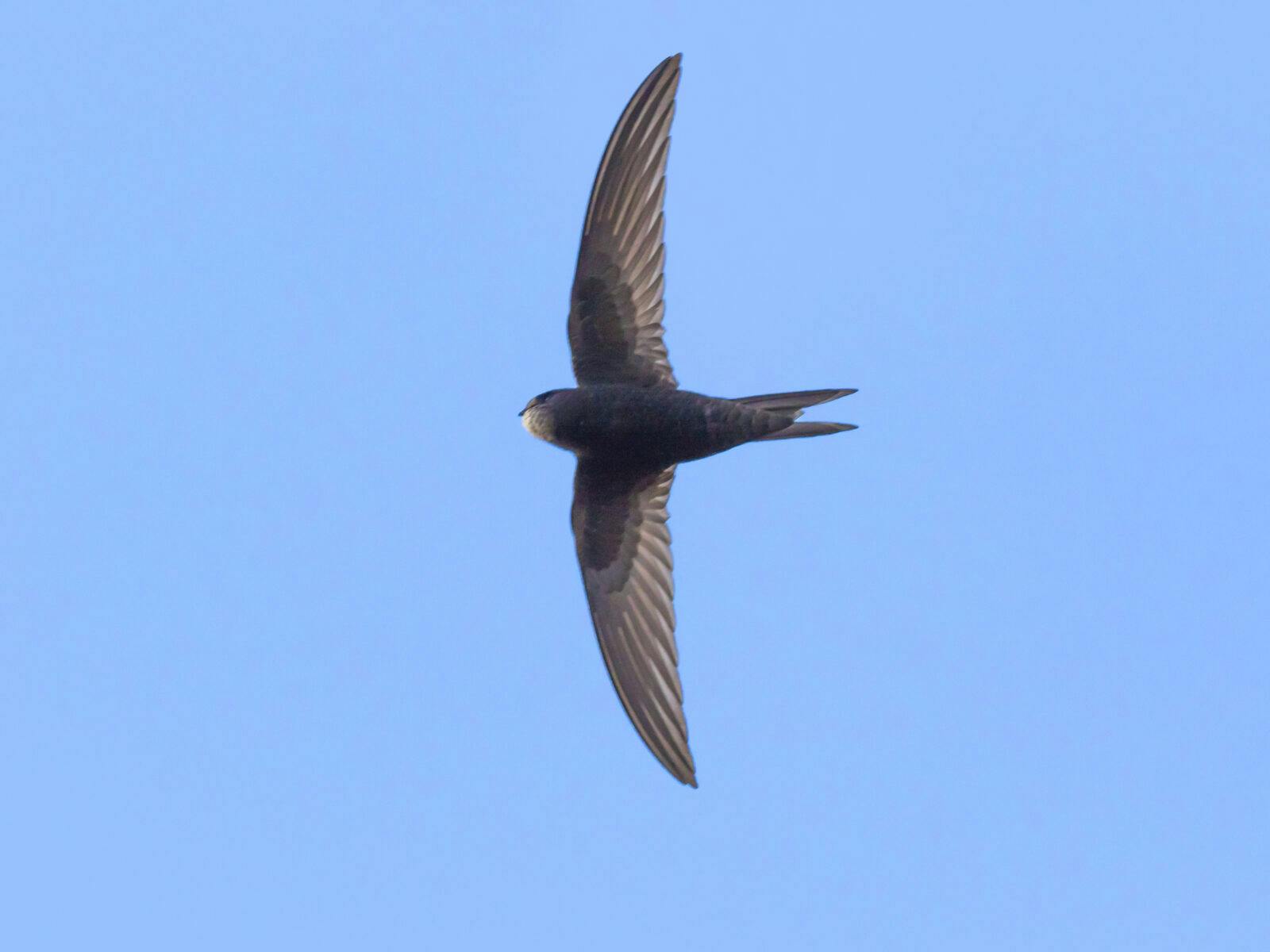 A common swift in the flight over homburg