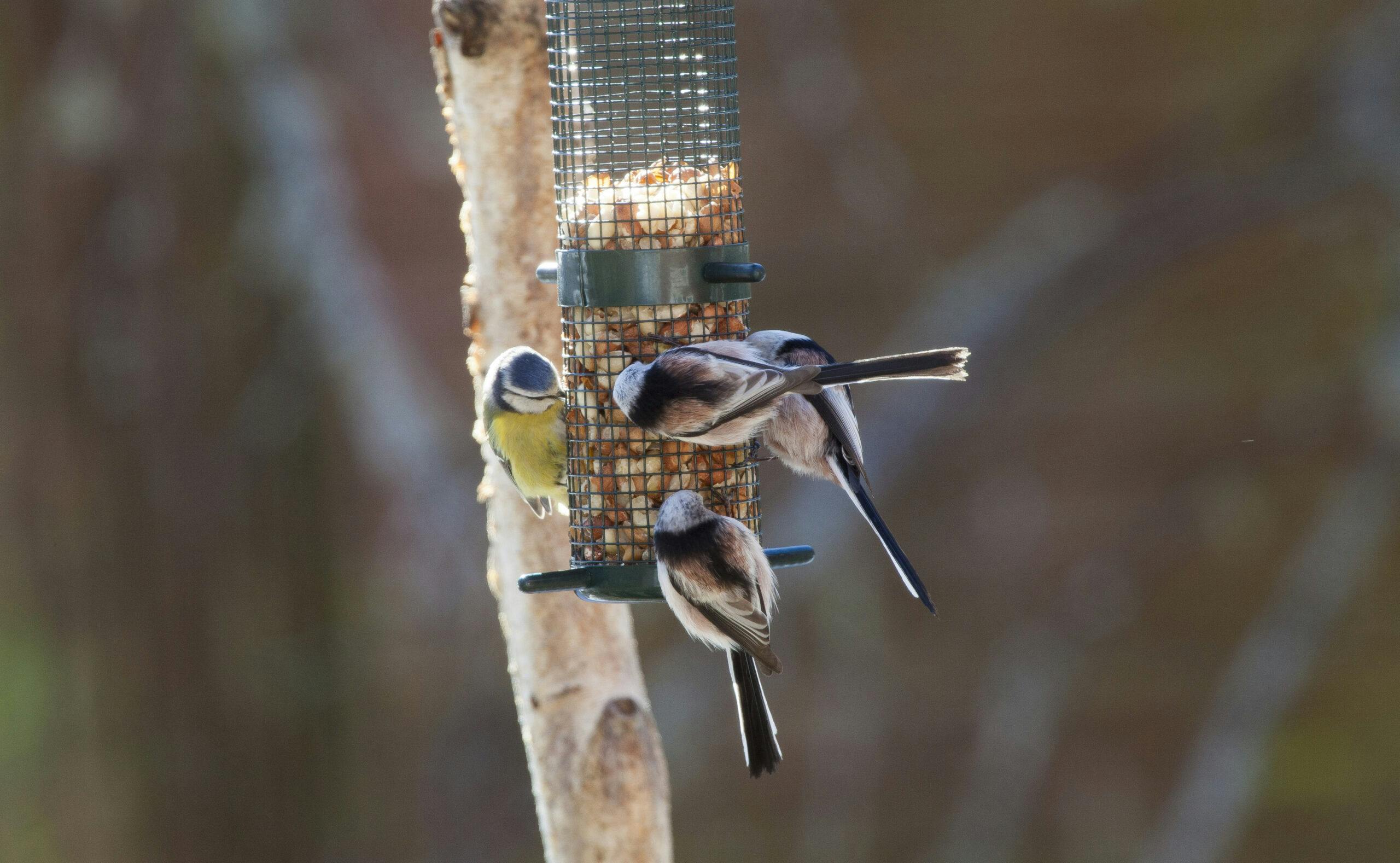 Fåglar äter mat från en fågelmatare.