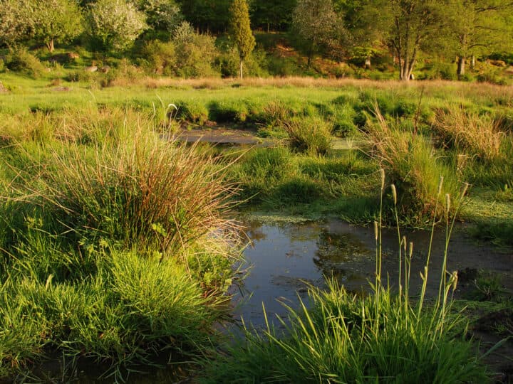 Våtmark i beteshage