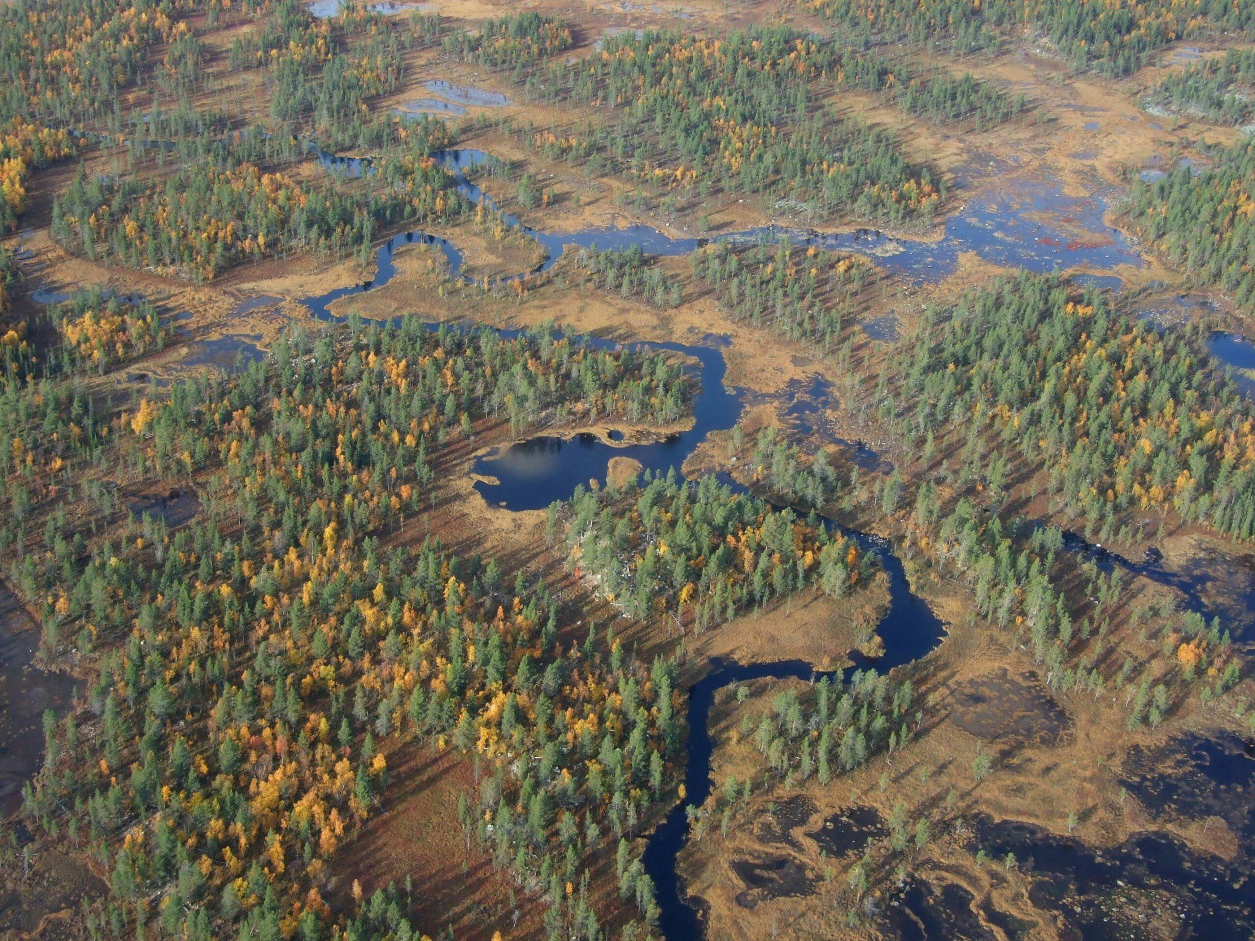 Flygfoto över myr/våtmark i Arjeplog.