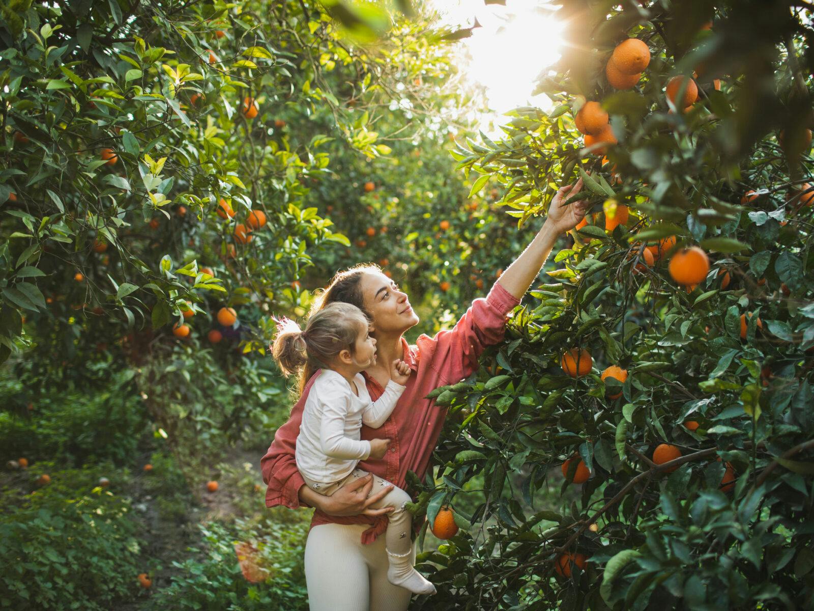 Woman and baby farmers picks fresh oranges from a green tree in sunny day. Oranges growing on tree orchard, Mugla, Turkey. Orange plantation. Organic harvesting. Natural vitamins.