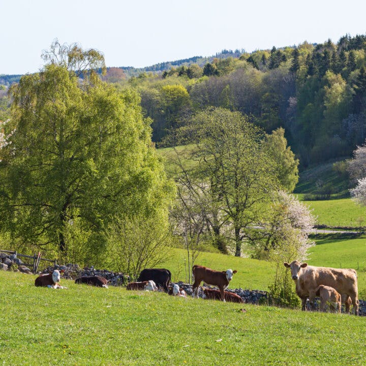 Cows grazing and lying down in the rural landscape