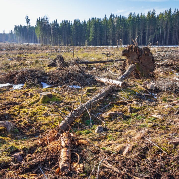 Clearcutting area by a spruce forest