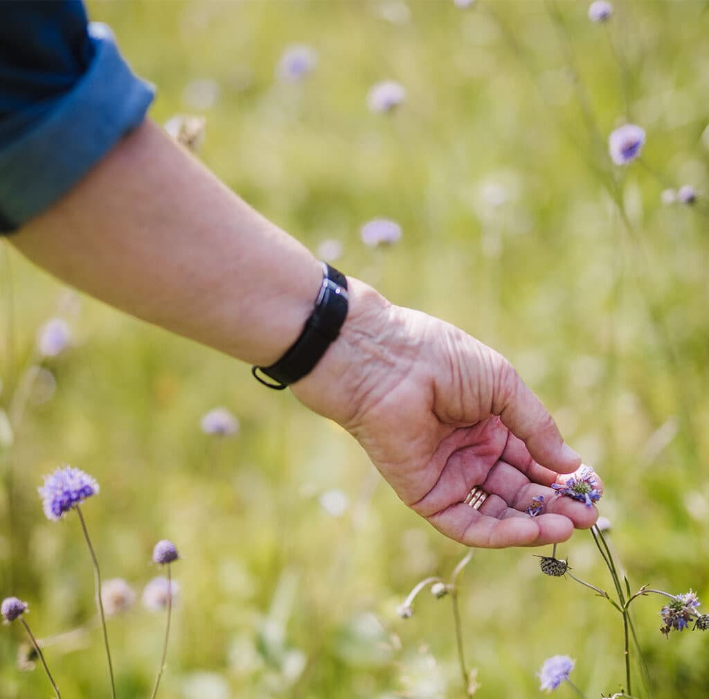 En hand plockar frön från en ängsblomma.
