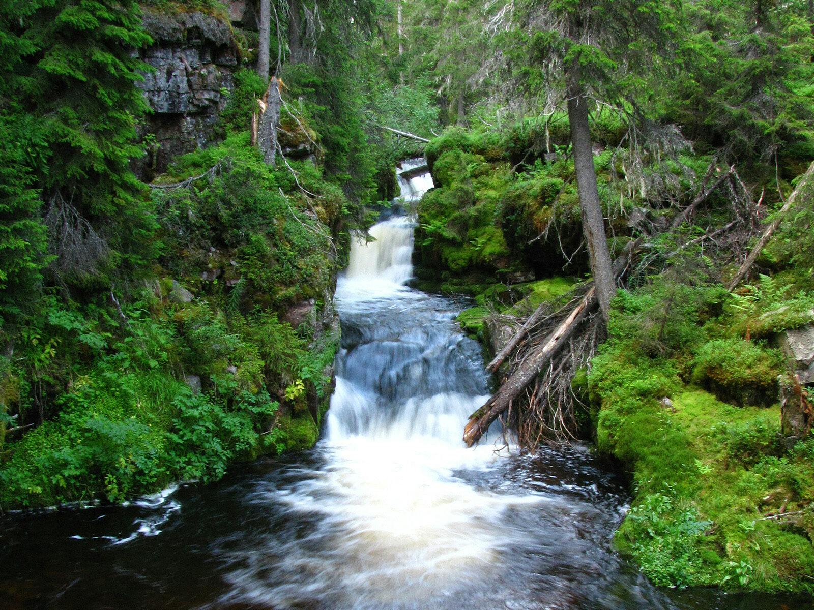 Bild på skog med rinnande vatten.