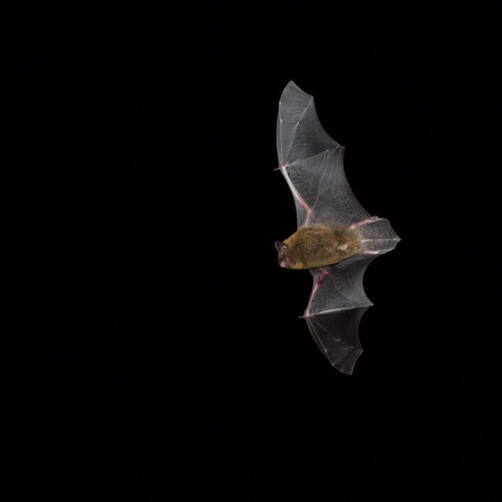 Fladdermus som flyger i mörkret