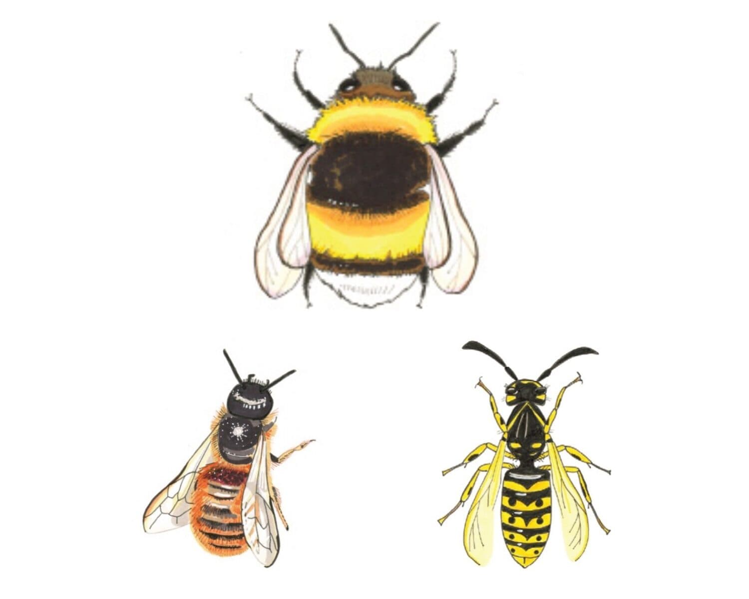 Illustration av bi, humla och geting