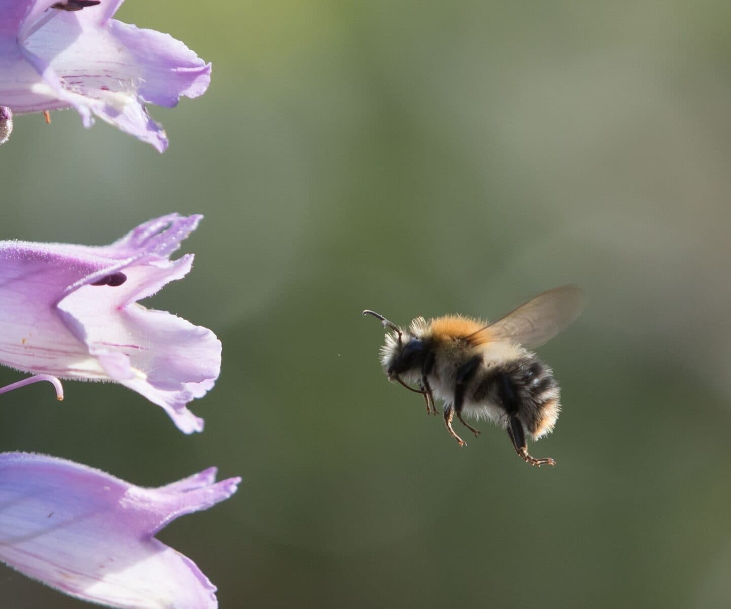 En humla flyger mot blommor