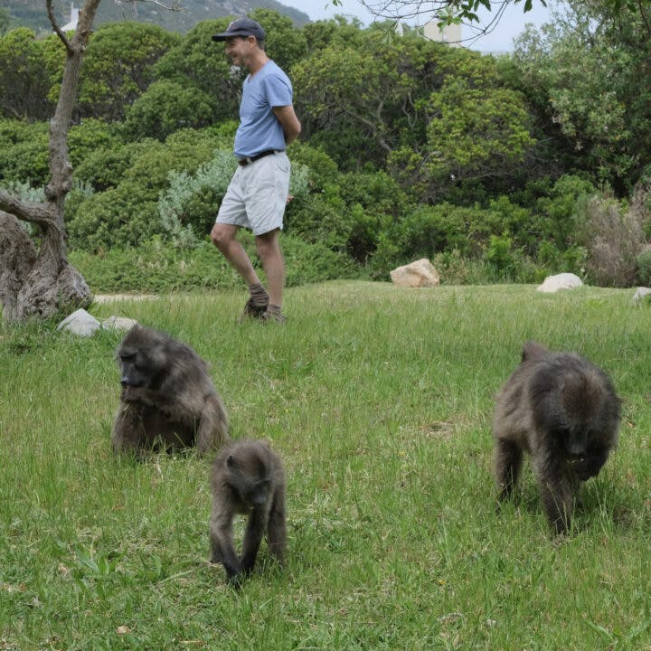 Baboons that live with people.