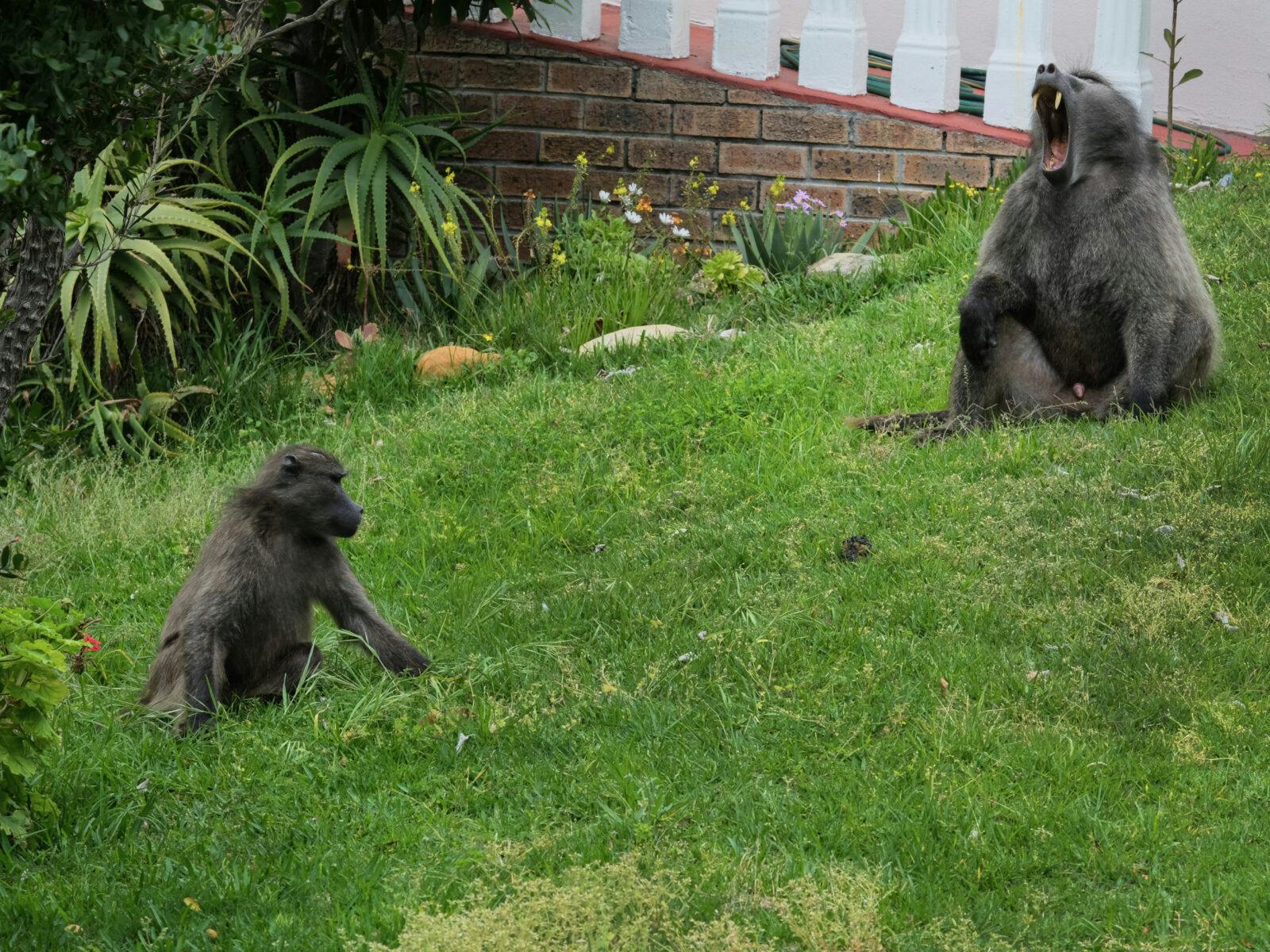 Baboons in the garden.