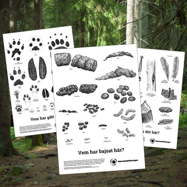 Affischer för att spåra vilda djur.