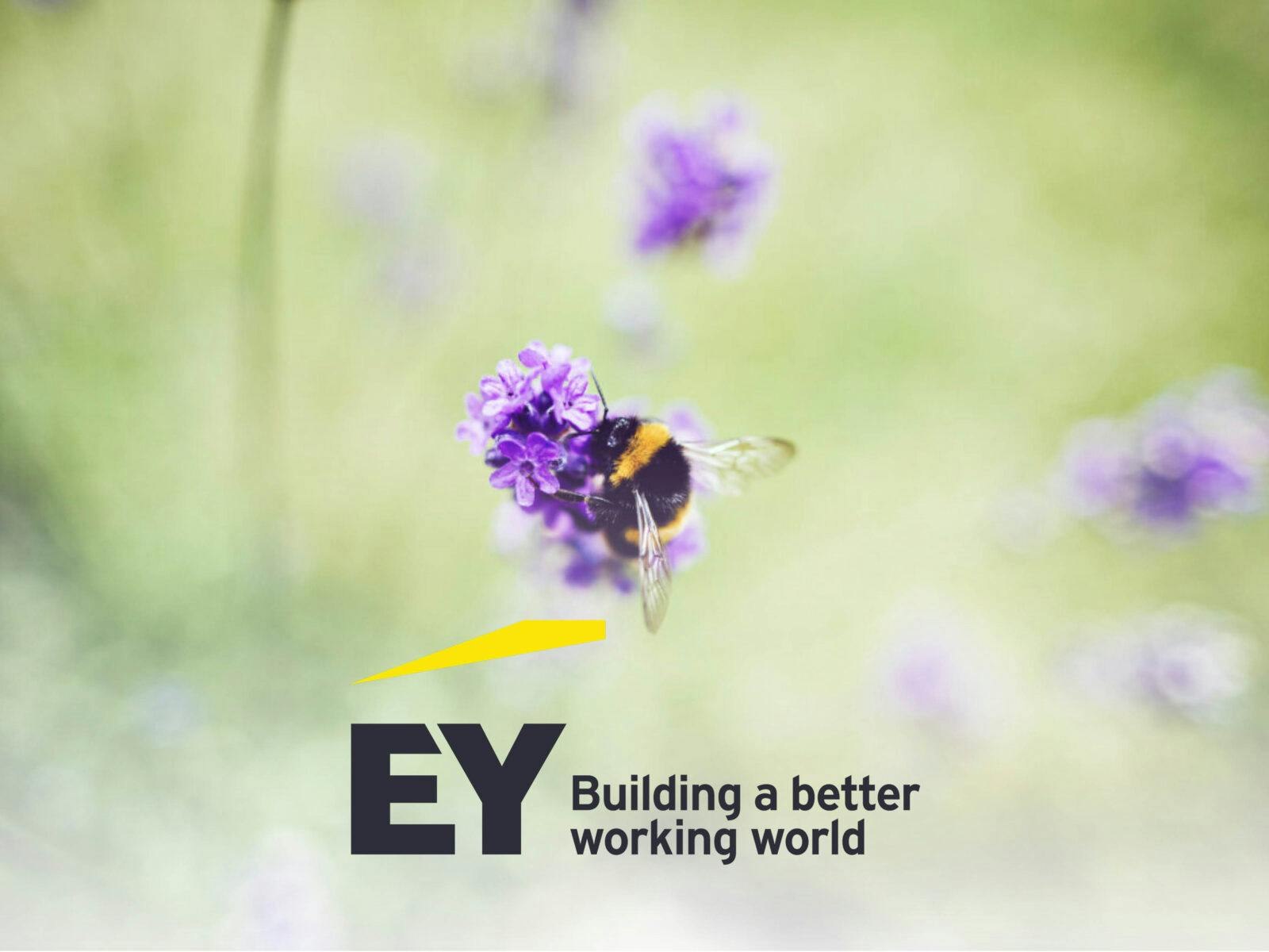 Puff Ernst & Young