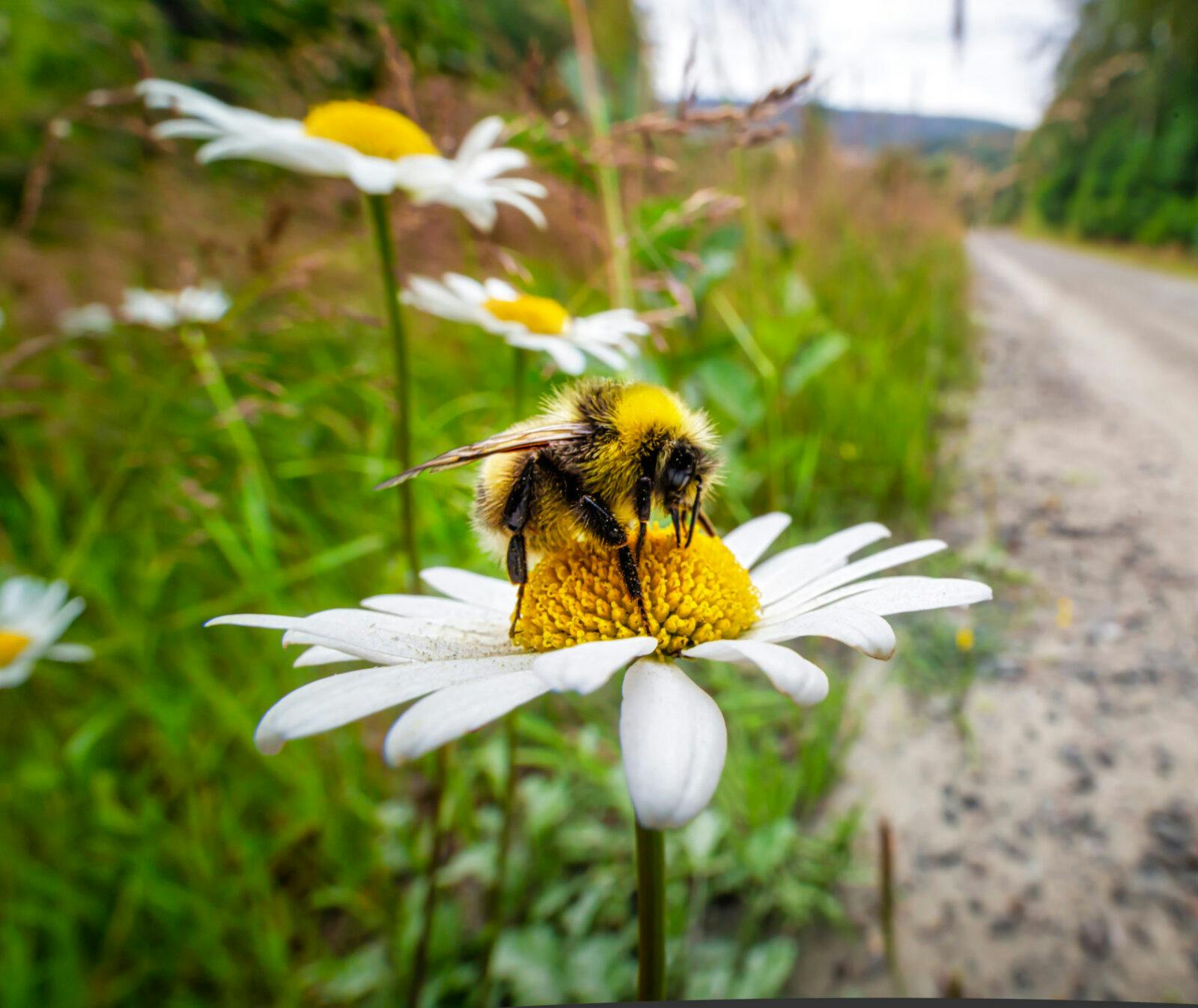 Ett bi på en blomma vid en vägkant.