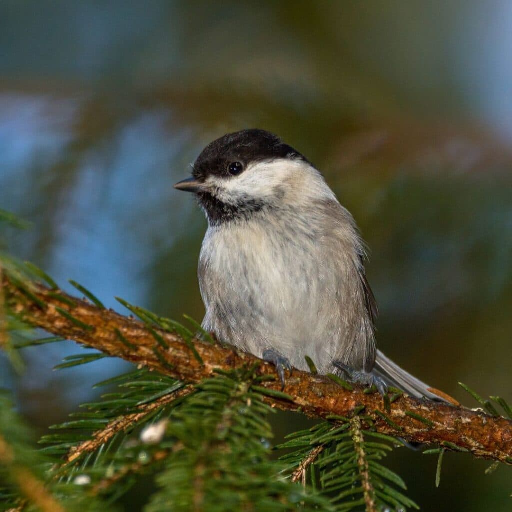 Fågel sitter i träd