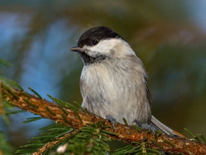 Fågel sitter i träd