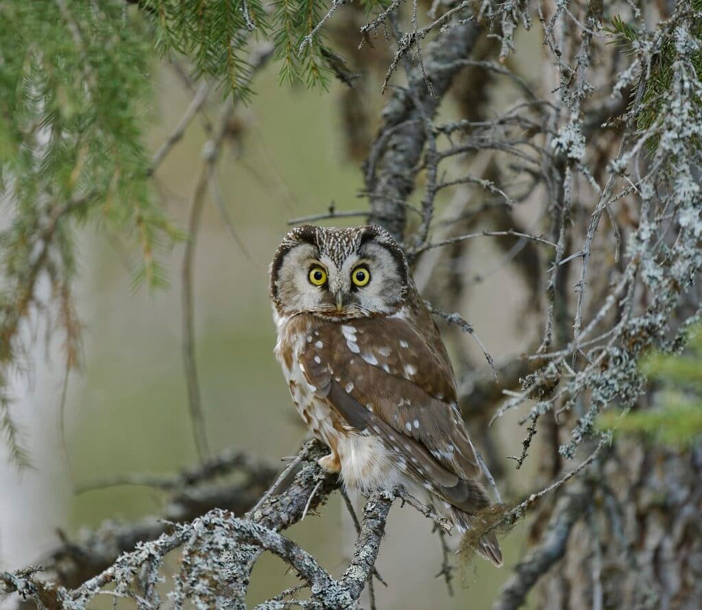 Bilden visar en uggla som sitter på en gren i ett träd. Ugglan har stora, runda, gula ögon och dess ...
