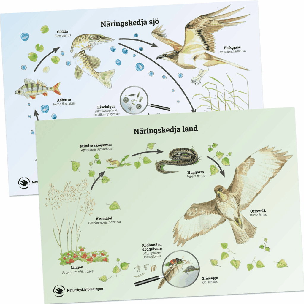 Bilden visar två näringskedjor. Den första är en näringskedja i sjön som inkluderar gädda, abborre, ...