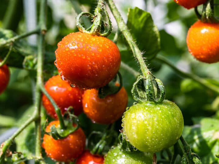 People harvesting tomatoes at a tomato farm.