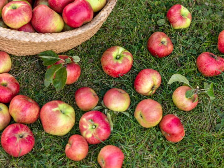 Malus domestica 'Cox's Pomona', in a Swedish garden