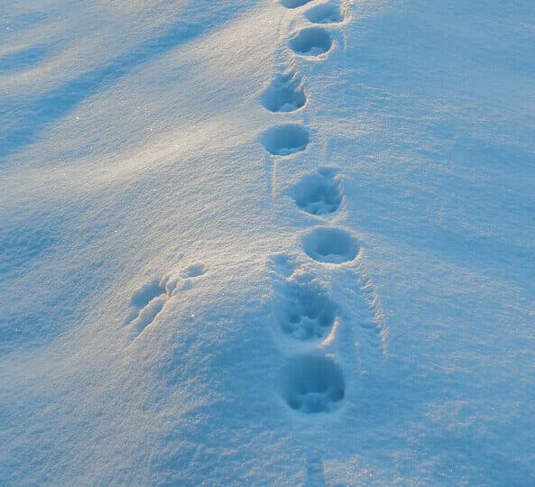 Lodjursspår i snön, lodjur